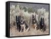 Four German Shepherds Sitting in a Field of Sage Brush and Pine Trees-Zandria Muench Beraldo-Framed Stretched Canvas