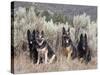 Four German Shepherds Sitting in a Field of Sage Brush and Pine Trees-Zandria Muench Beraldo-Stretched Canvas