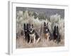 Four German Shepherds Sitting in a Field of Sage Brush and Pine Trees-Zandria Muench Beraldo-Framed Photographic Print