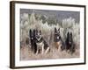 Four German Shepherds Sitting in a Field of Sage Brush and Pine Trees-Zandria Muench Beraldo-Framed Photographic Print