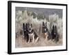 Four German Shepherds Sitting in a Field of Sage Brush and Pine Trees-Zandria Muench Beraldo-Framed Photographic Print