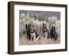 Four German Shepherds Sitting in a Field of Sage Brush and Pine Trees-Zandria Muench Beraldo-Framed Photographic Print