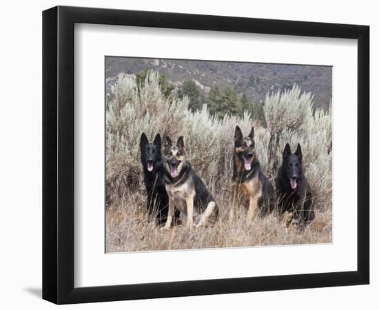 Four German Shepherds Sitting in a Field of Sage Brush and Pine Trees-Zandria Muench Beraldo-Framed Photographic Print