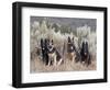 Four German Shepherds Sitting in a Field of Sage Brush and Pine Trees-Zandria Muench Beraldo-Framed Photographic Print