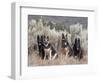 Four German Shepherds Sitting in a Field of Sage Brush and Pine Trees-Zandria Muench Beraldo-Framed Photographic Print