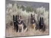 Four German Shepherds Sitting in a Field of Sage Brush and Pine Trees-Zandria Muench Beraldo-Mounted Photographic Print