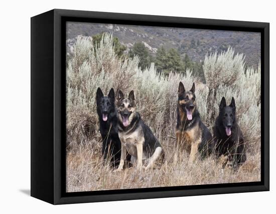 Four German Shepherds Sitting in a Field of Sage Brush and Pine Trees-Zandria Muench Beraldo-Framed Stretched Canvas