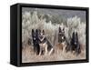 Four German Shepherds Sitting in a Field of Sage Brush and Pine Trees-Zandria Muench Beraldo-Framed Stretched Canvas