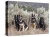 Four German Shepherds Sitting in a Field of Sage Brush and Pine Trees-Zandria Muench Beraldo-Stretched Canvas