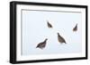 Four Grey partridges on snow-covered arable field, Scotland-Laurie Campbell-Framed Photographic Print