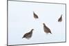 Four Grey partridges on snow-covered arable field, Scotland-Laurie Campbell-Mounted Photographic Print