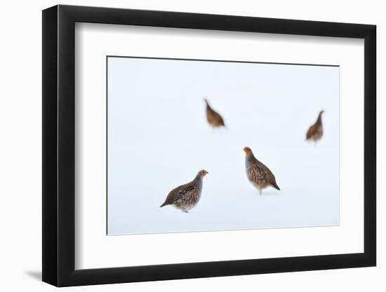 Four Grey partridges on snow-covered arable field, Scotland-Laurie Campbell-Framed Photographic Print