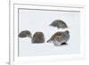 Four Grey Partridges (Perdix Perdix) on Snow, Kauhajoki, Finland, January-Markus Varesvuo-Framed Photographic Print