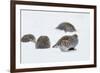 Four Grey Partridges (Perdix Perdix) on Snow, Kauhajoki, Finland, January-Markus Varesvuo-Framed Photographic Print