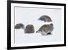 Four Grey Partridges (Perdix Perdix) on Snow, Kauhajoki, Finland, January-Markus Varesvuo-Framed Photographic Print