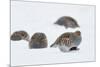 Four Grey Partridges (Perdix Perdix) on Snow, Kauhajoki, Finland, January-Markus Varesvuo-Mounted Photographic Print