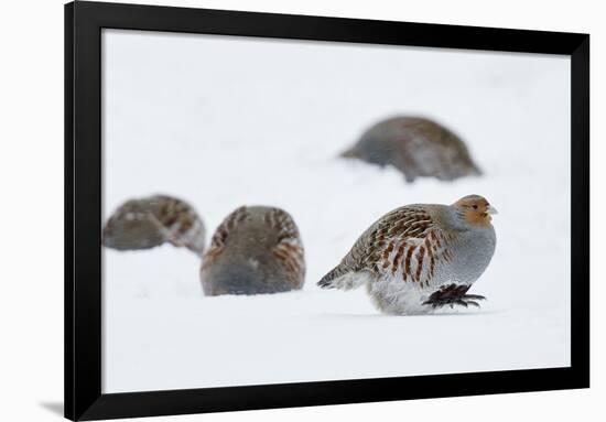 Four Grey Partridges (Perdix Perdix) on Snow, Kauhajoki, Finland, January-Markus Varesvuo-Framed Photographic Print