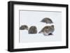 Four Grey Partridges (Perdix Perdix) on Snow, Kauhajoki, Finland, January-Markus Varesvuo-Framed Photographic Print