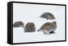 Four Grey Partridges (Perdix Perdix) on Snow, Kauhajoki, Finland, January-Markus Varesvuo-Framed Stretched Canvas