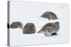 Four Grey Partridges (Perdix Perdix) on Snow, Kauhajoki, Finland, January-Markus Varesvuo-Stretched Canvas