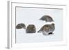 Four Grey Partridges (Perdix Perdix) on Snow, Kauhajoki, Finland, January-Markus Varesvuo-Framed Photographic Print