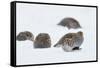 Four Grey Partridges (Perdix Perdix) on Snow, Kauhajoki, Finland, January-Markus Varesvuo-Framed Stretched Canvas