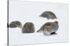 Four Grey Partridges (Perdix Perdix) on Snow, Kauhajoki, Finland, January-Markus Varesvuo-Stretched Canvas