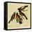 Four Grosbeaks-John James Audubon-Framed Stretched Canvas