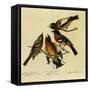 Four Grosbeaks-John James Audubon-Framed Stretched Canvas
