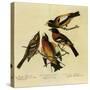 Four Grosbeaks-John James Audubon-Stretched Canvas