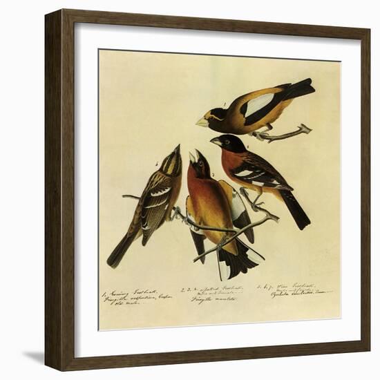 Four Grosbeaks-John James Audubon-Framed Giclee Print