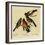 Four Grosbeaks-John James Audubon-Framed Giclee Print