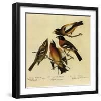 Four Grosbeaks-John James Audubon-Framed Giclee Print