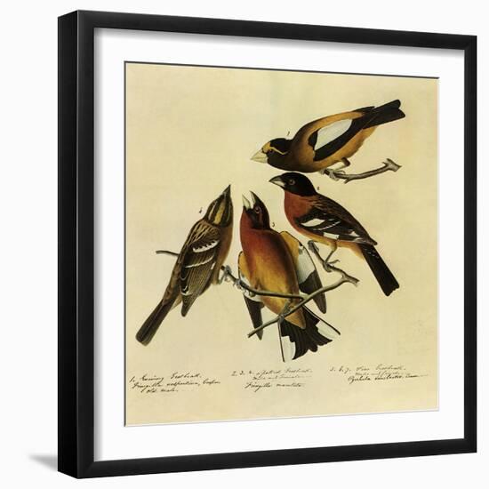 Four Grosbeaks-John James Audubon-Framed Giclee Print