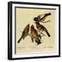 Four Grosbeaks-John James Audubon-Framed Giclee Print