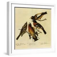 Four Grosbeaks-John James Audubon-Framed Giclee Print