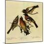Four Grosbeaks-John James Audubon-Mounted Giclee Print
