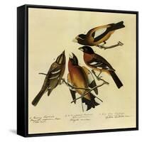 Four Grosbeaks-John James Audubon-Framed Stretched Canvas