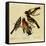 Four Grosbeaks-John James Audubon-Framed Stretched Canvas