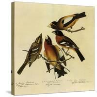 Four Grosbeaks-John James Audubon-Stretched Canvas