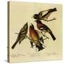 Four Grosbeaks-John James Audubon-Stretched Canvas