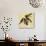Four Grosbeaks-John James Audubon-Giclee Print displayed on a wall