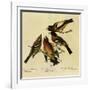 Four Grosbeaks-John James Audubon-Framed Giclee Print