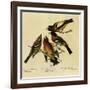 Four Grosbeaks-John James Audubon-Framed Giclee Print