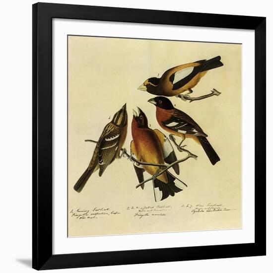 Four Grosbeaks-John James Audubon-Framed Giclee Print