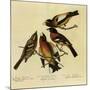 Four Grosbeaks-John James Audubon-Mounted Giclee Print