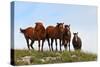 Four Horses, Kansas, USA-Michael Scheufler-Stretched Canvas