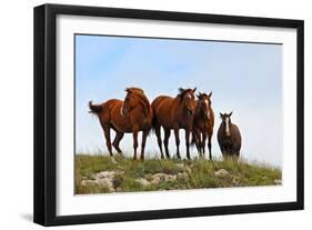 Four Horses, Kansas, USA-Michael Scheufler-Framed Premium Photographic Print