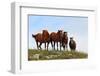 Four Horses, Kansas, USA-Michael Scheufler-Framed Photographic Print