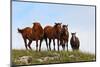 Four Horses, Kansas, USA-Michael Scheufler-Mounted Photographic Print